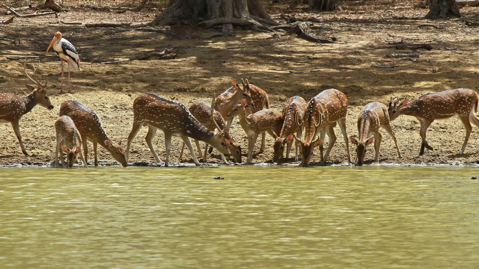 Quiet moments in nature in Dry-zone wilderness