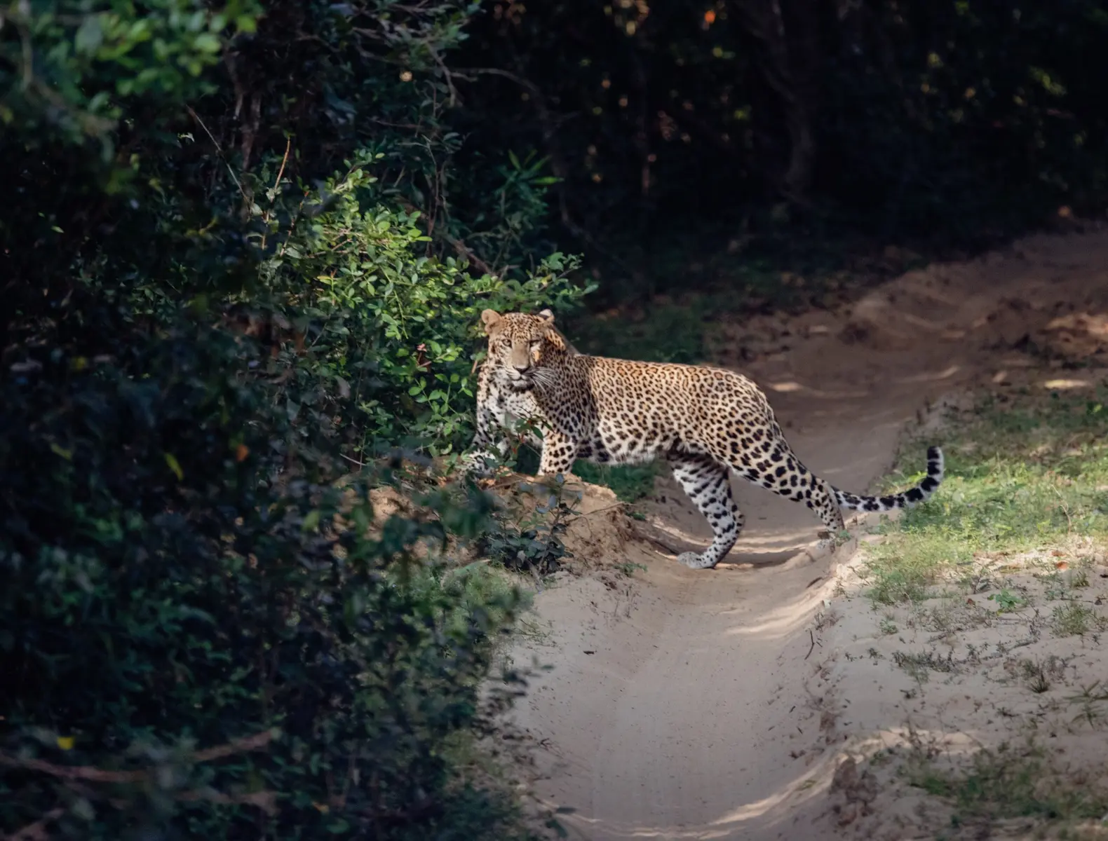 A wild encounter in Yala region