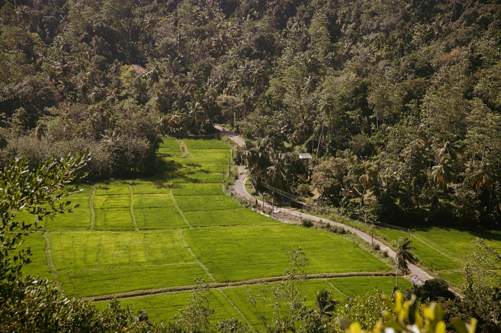 Life between forest and field in Rural Sri Lanka