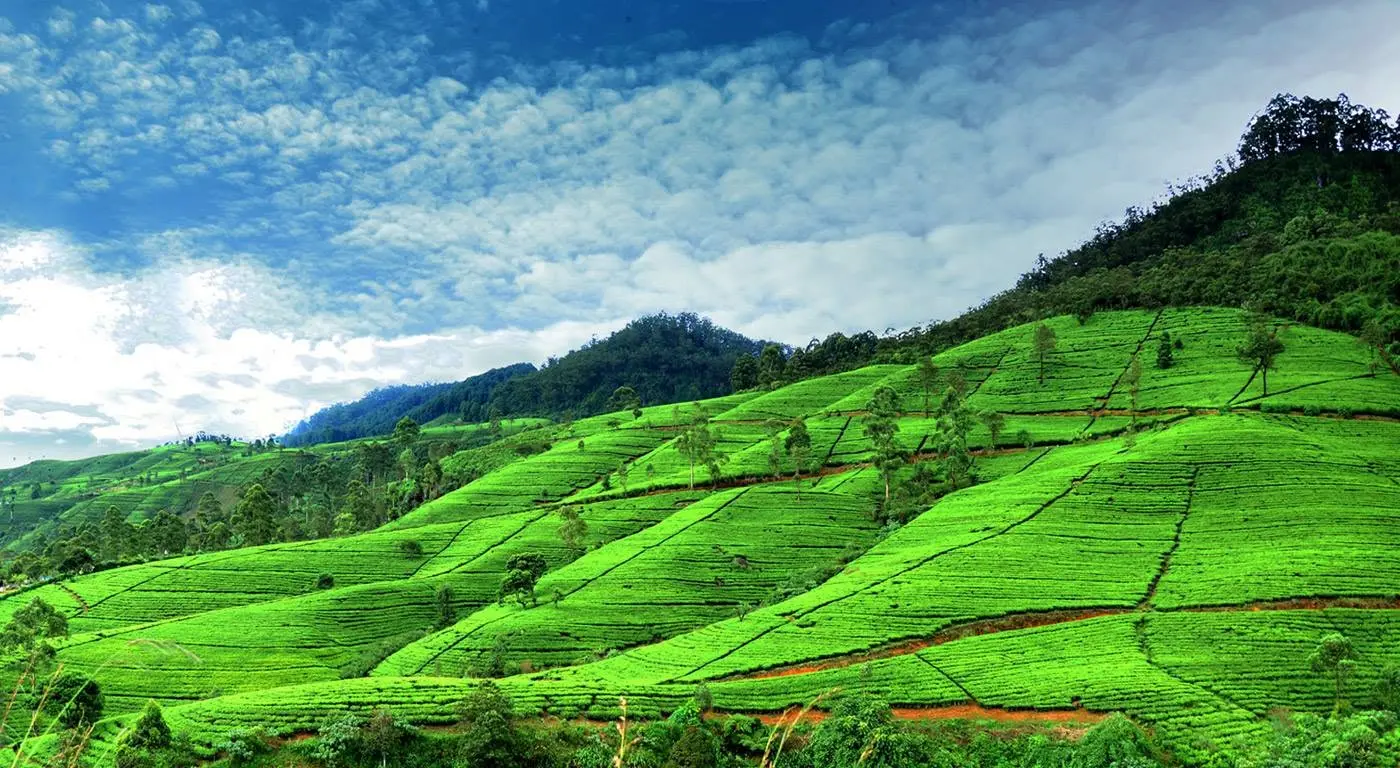 Cool air and tea-covered hills in Nuwara Eliya