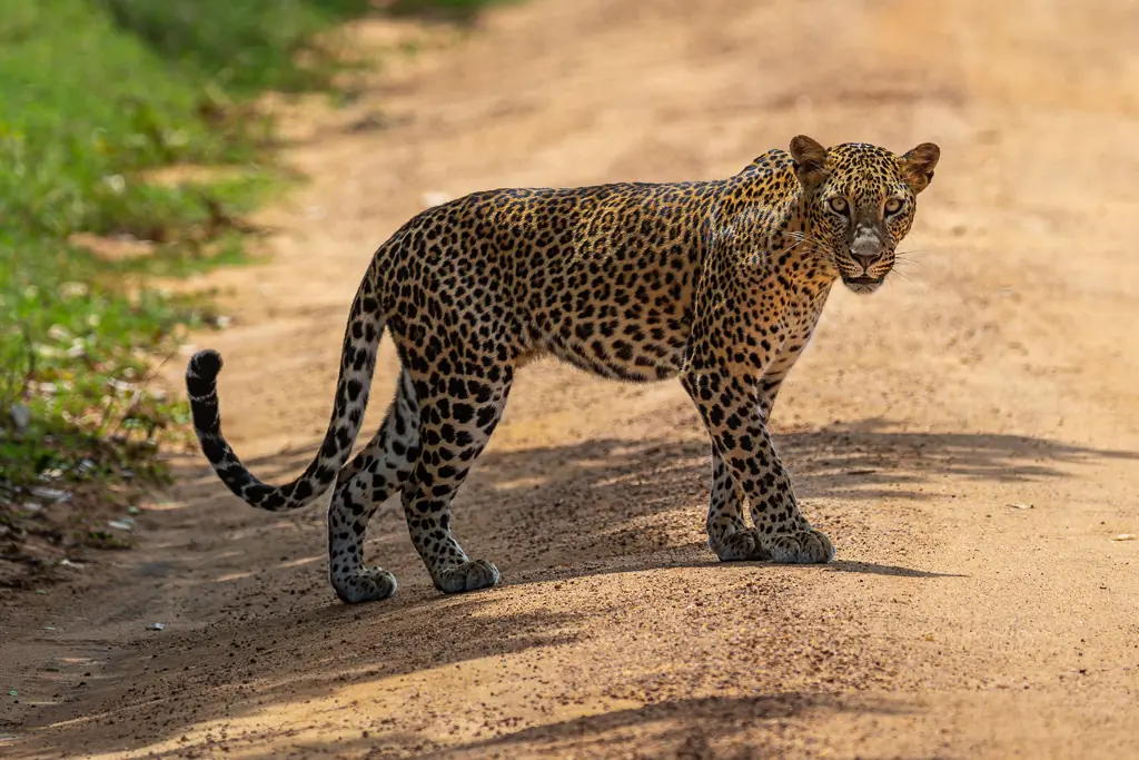 A Sri Lankan leopard in the wild